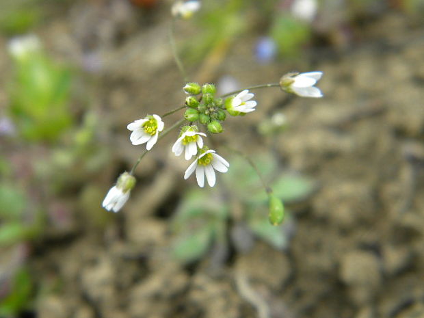 jarmilka jarná Erophila verna (L.) Chevall