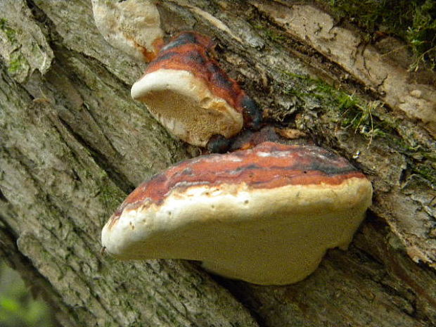 práchnovček pásikavý Fomitopsis pinicola (Sw.) P. Karst.