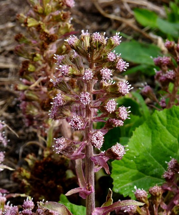 deväťsil lekársky Petasites hybridus (L.) P. Gaertn., B. Mey. et Scherb.