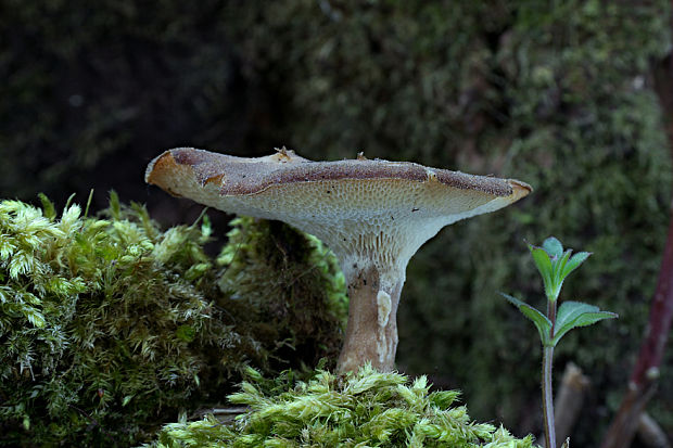 trúdnik Polyporus sp.