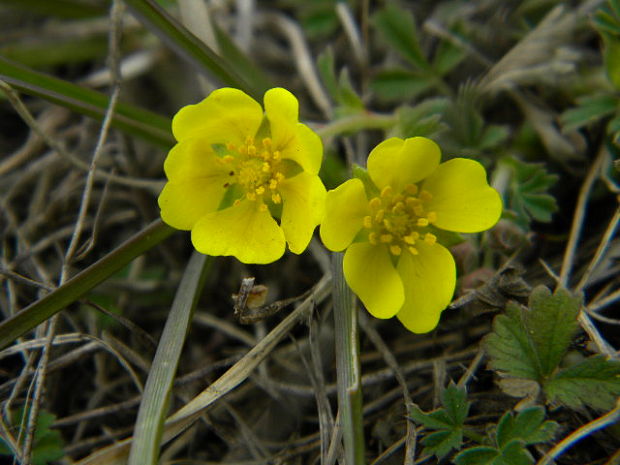 nátržník piesočný Potentilla arenaria Borkh.