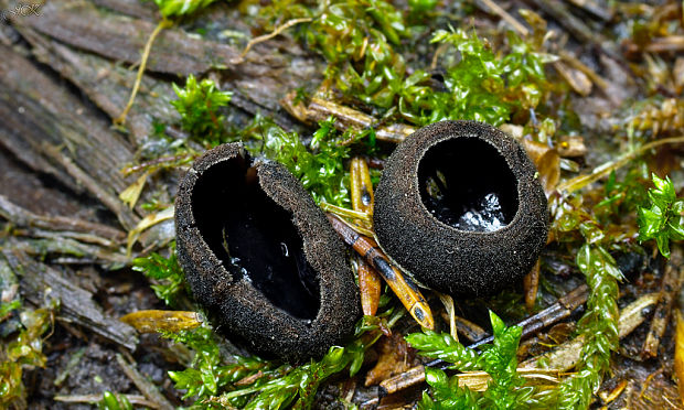 misôčka černastá Pseudoplectania nigrella (Pers.) Fuckel