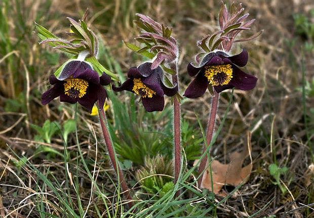 poniklec lúčny český Pulsatilla pratensis subsp. bohemica Skalický