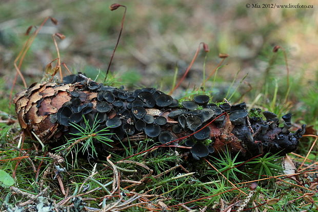 jahňadka smreková Rutstroemia bulgarioides (P. Karst.) P. Karst.