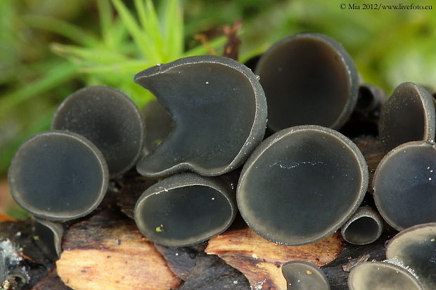 jahňadka smreková Rutstroemia bulgarioides (P. Karst.) P. Karst.