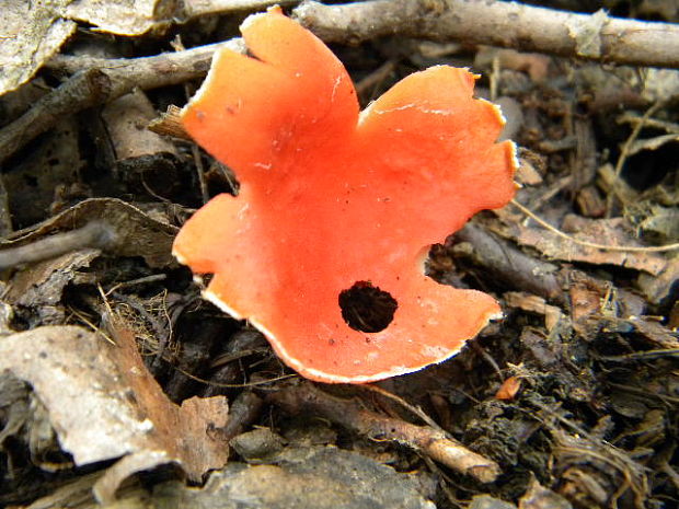 ohnivec rakúsky žltý Sarcoscypha austriaca var. lutea Ruini & Ruedl