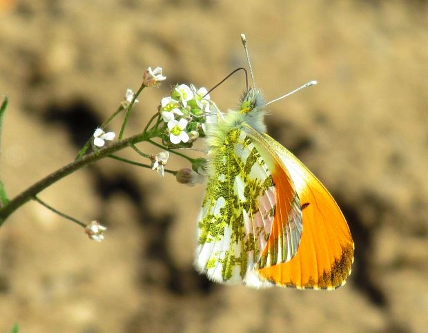 mlynárik žeruchový Anthocharis cardamines