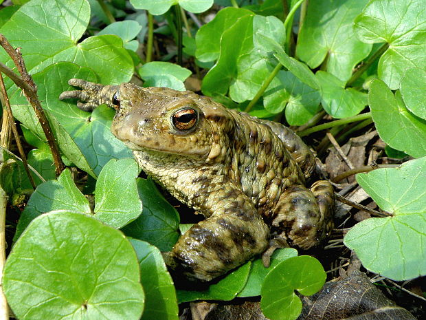 ropucha bradavičnatá  Bufo bufo