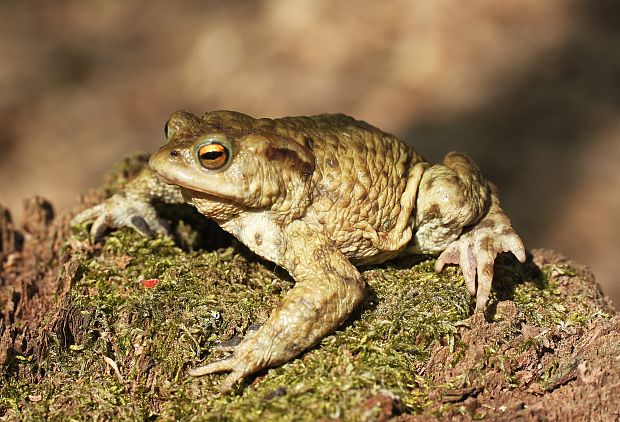 ropucha bradavičnatá Bufo bufo