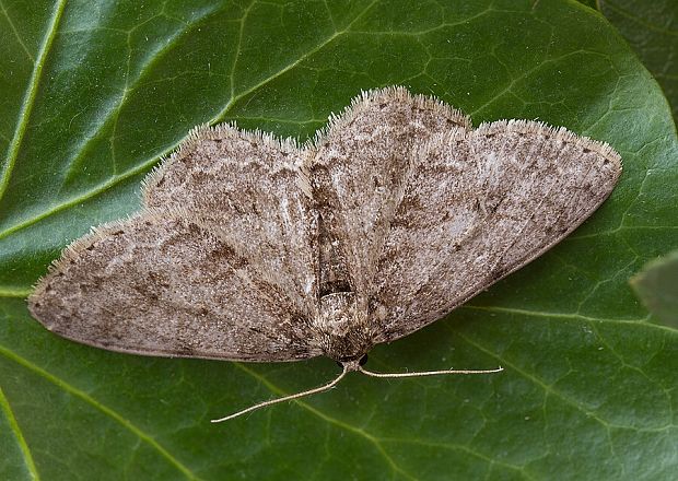 kôrovka orlíčková Ectropis crepuscularia