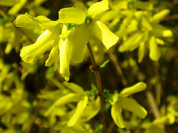 zlatovka prostredná Forsythia × intermedia Zabel