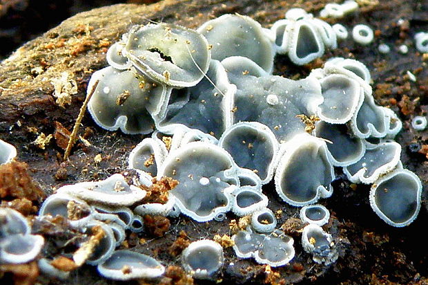 molízia Mollisia sp.