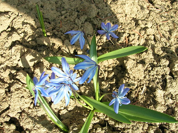 scilovka sibírska Othocallis siberica (Haw.) Speta