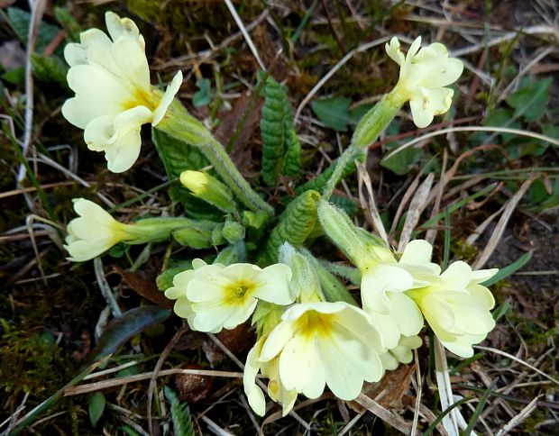 prvosienka bezbyľová Primula acaulis (L.) L.