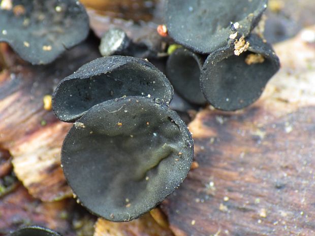 jahňadka smreková Rutstroemia bulgarioides (P. Karst.) P. Karst.