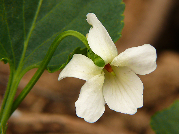 fialka biela Viola alba Besser