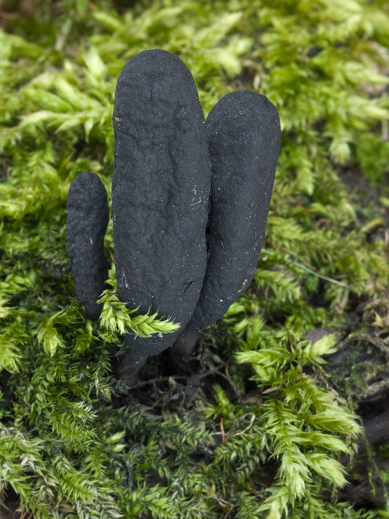 drevnatec štíhly Xylaria longipes Nitschke