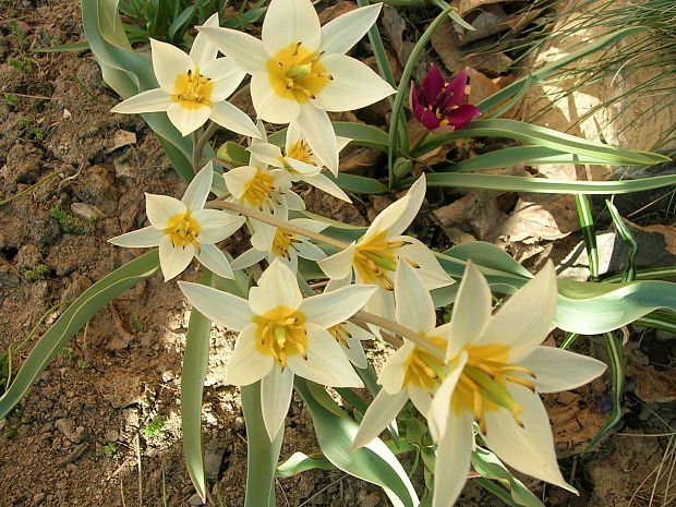 tulipán turkestanica