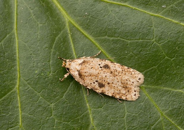 ploskáč lopúchový Agonopterix arenella