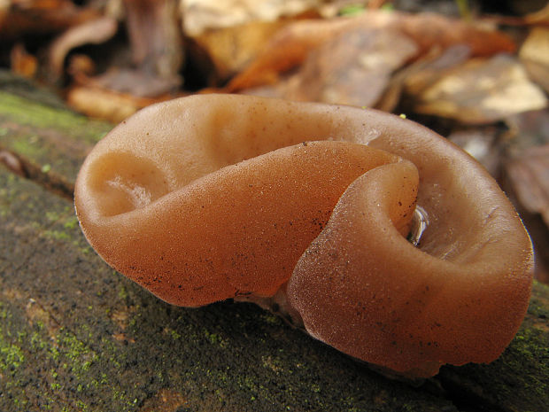 uchovec bazový Auricularia auricula-judae (Bull.) Quél.