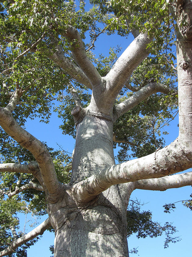 vlnovec Ceiba sp.