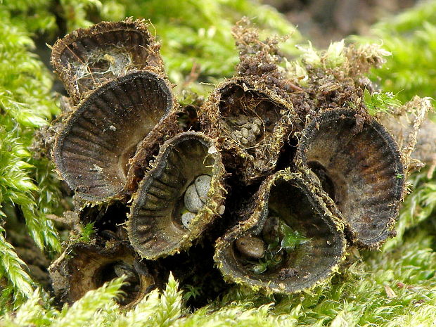 čiaškovec pásikavý Cyathus striatus (Huds.) Willd.