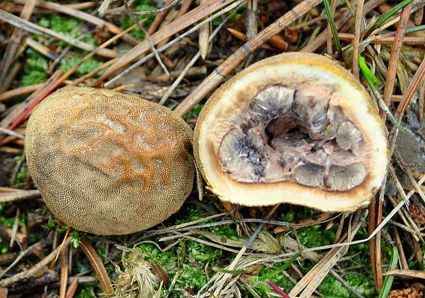 srnka obyčajná Elaphomyces granulatus Fr.