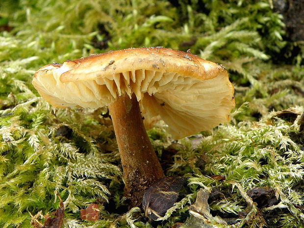 plamienka Flammulina sp.