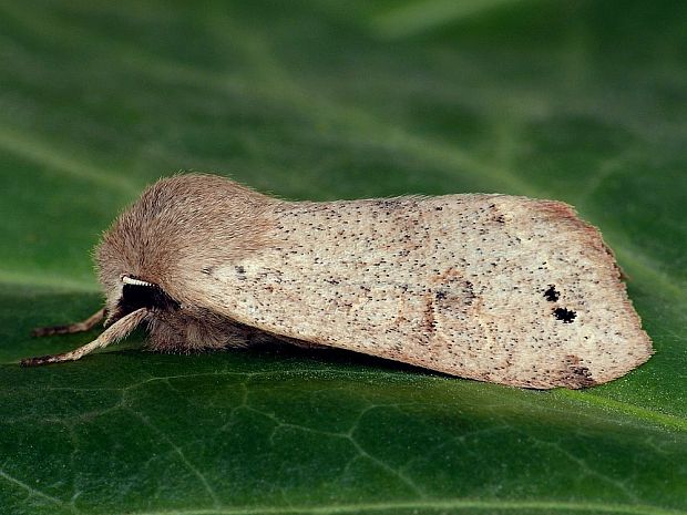 mora hájová Orthosia munda Denis & Schiffermüller, 1775