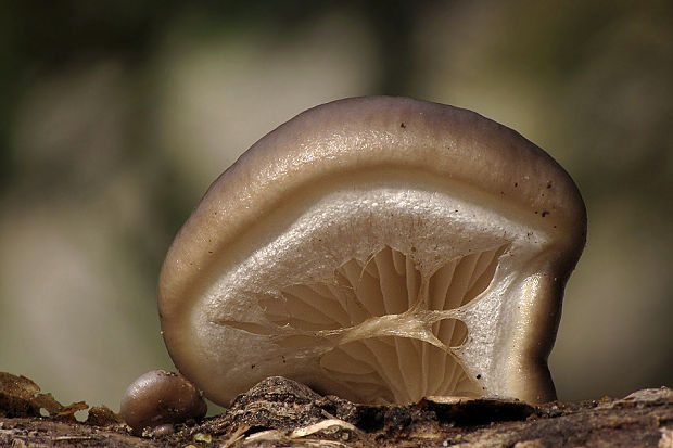 hliva závojová Pleurotus calyptratus (Lindblad ex Fr.) Sacc.