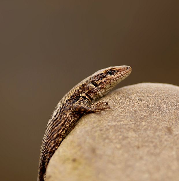 jašterica murová Podarcis muralis