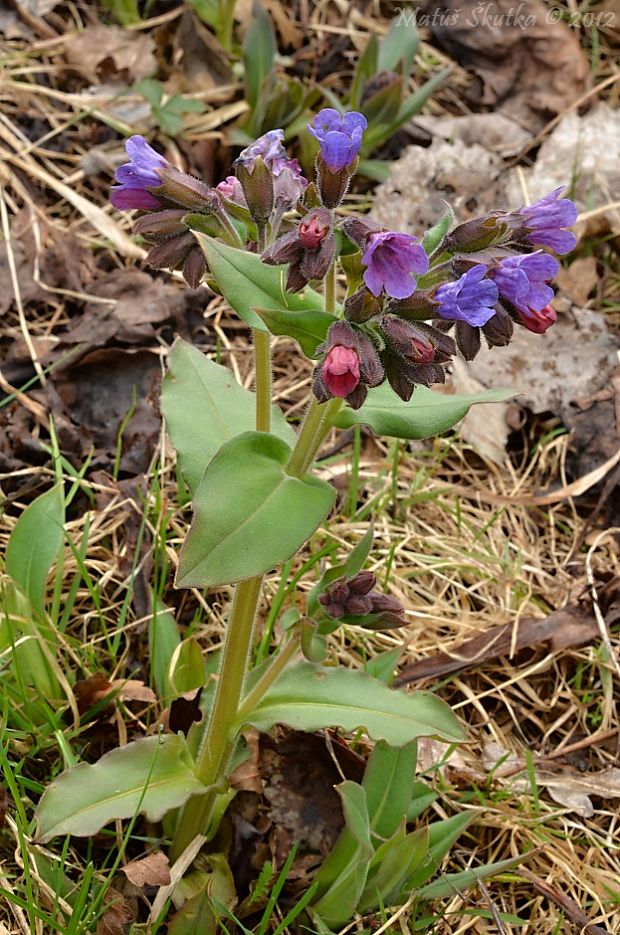 pľúcnik mäkký Pulmonaria mollis Wulfen ex Hornem.