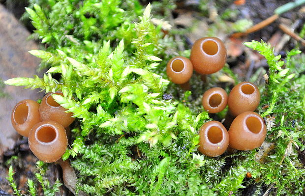 hľuznatka  Sclerotinia ficariae Rehm