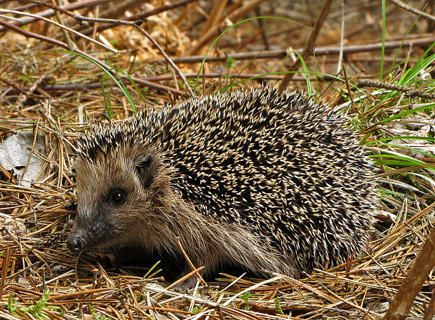 jež bledý   Erinaceus concolor