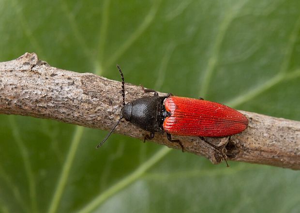 Ampedus cardinalis