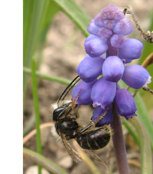 včela medonosná tmavá Apis mellifera mellifera