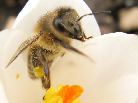 včela medonosná Apis mellifera