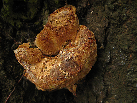 bazídiové huby Basidiomycota div.