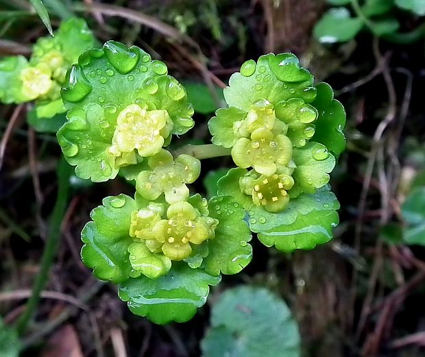 slezinovka striedavolistá Chrysosplenium alternifolium L.