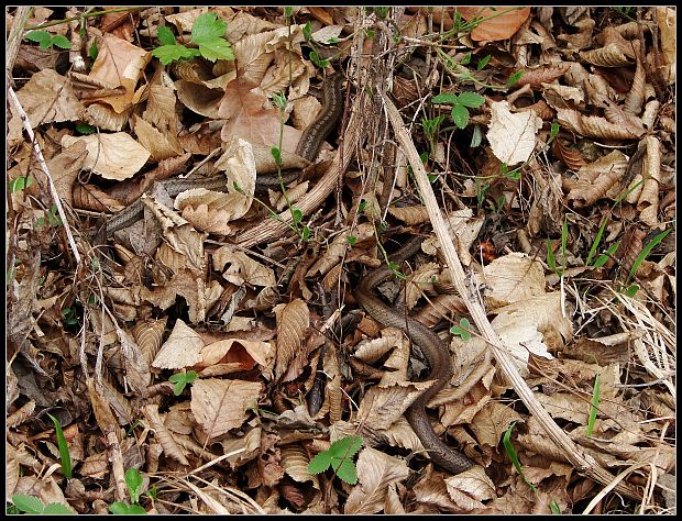 užovka hladká Coronella austriaca