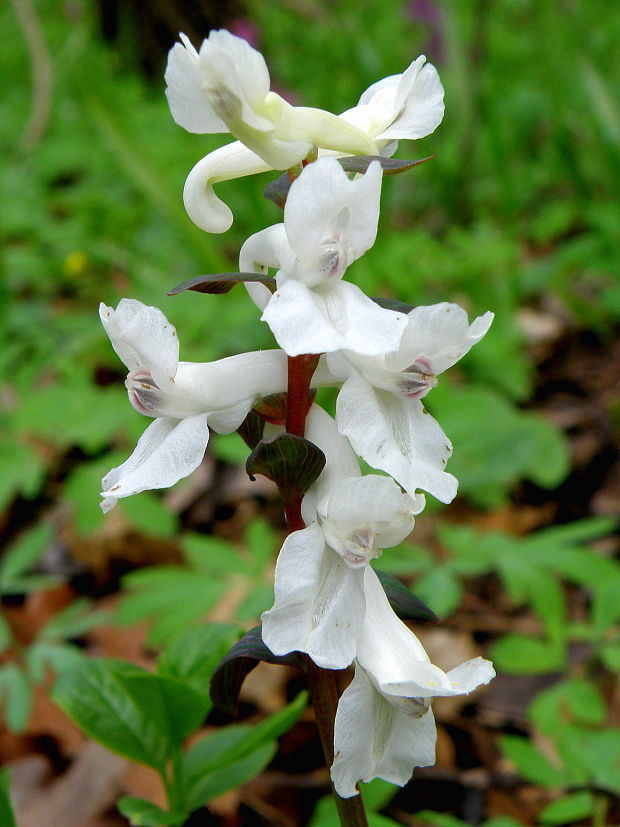 chochlačka dutá Corydalis cava (L.) Schweigg. et Körte