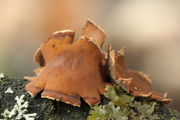 dutinovka otrubnatá Encoelia furfuracea (Roth) P. Karst.