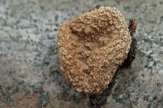 dutinovka otrubnatá Encoelia furfuracea (Roth) P. Karst.