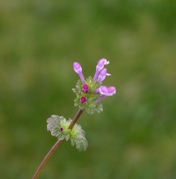 hluchavka objímavá Lamium amplexicaule L.