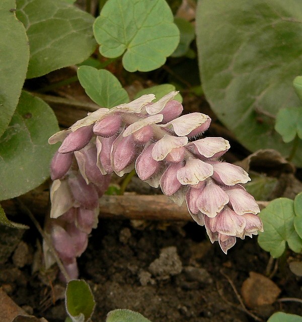 zubovník šupinatý Lathraea squamaria L.