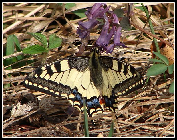 vidlochôst feniklový Papilio machaon