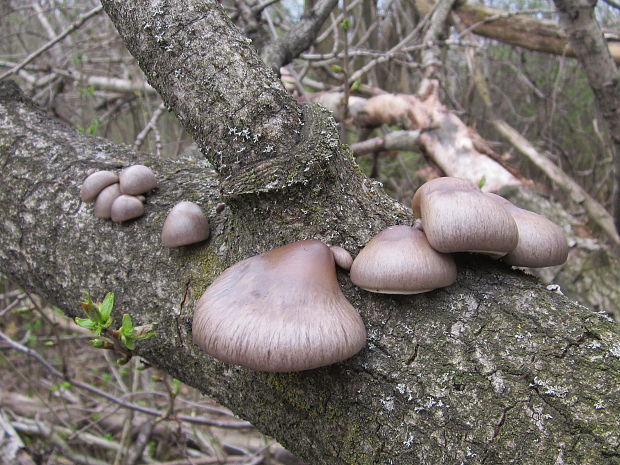 hliva závojová Pleurotus calyptratus (Lindblad ex Fr.) Sacc.