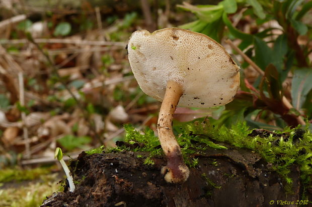 trúdnik Polyporus sp.