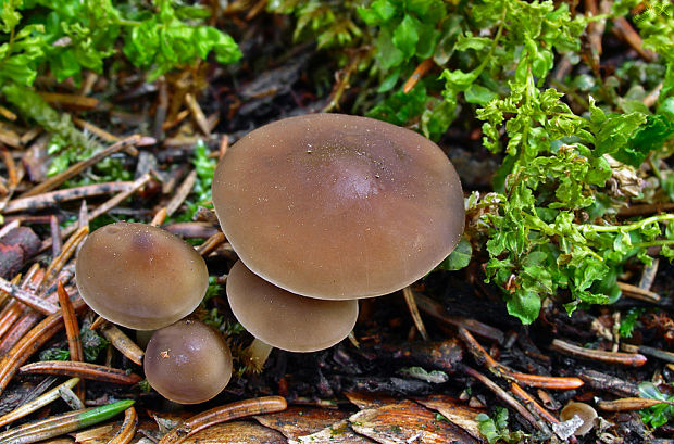 peniazočka smreková Strobilurus esculentus (Wulfen) Singer