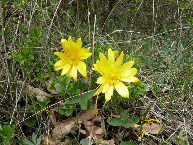 hlaváčik jarný Adonis vernalis L.